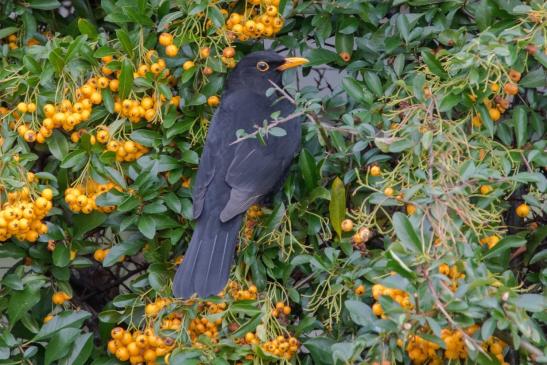 Amsel, © Bernd Walther