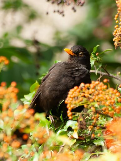 Amsel, © Paula Giersch