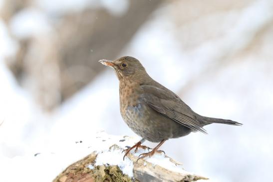 Amsel, © Peter Tamm