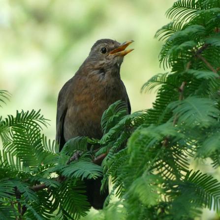 Amsel, © Regina Ullrich