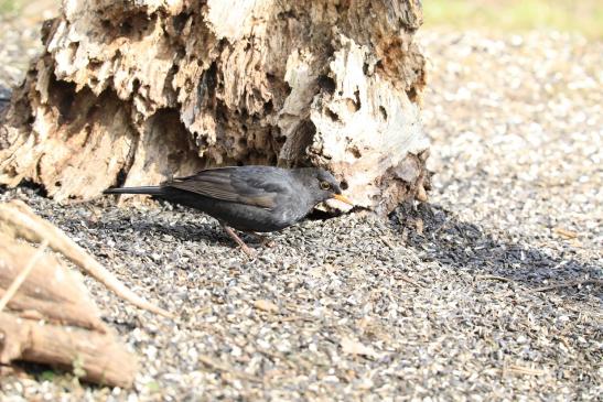 Amsel, © Peter Tamm