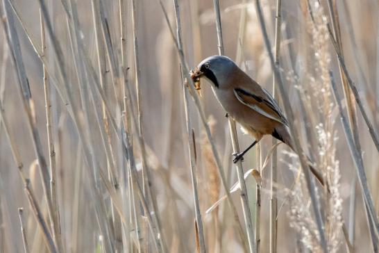 Bartmeise, © Bernd Walther