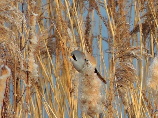 Bartmeise, © Christine Lattke