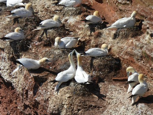 Basstölpel (Helgoland), © Bernd Walther
