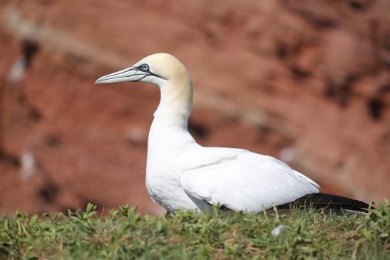 Basstölpel (Helgoland), © Matthias Jungwirth