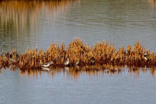 Bekassine, Kampfläufer, Grünschenkel, Dunkler Wasserläufer, Kiebitz, © Bernd Walther