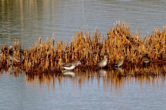 Bekassine, Kampfläufer, Grünschenkel, Dunkler Wasserläufer,  © Bernd Walther