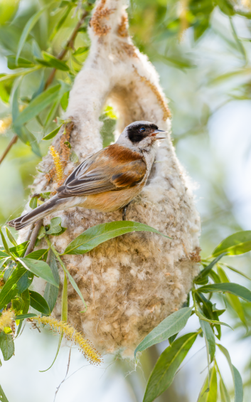 Beutelmeise, © Dirk Hohmann