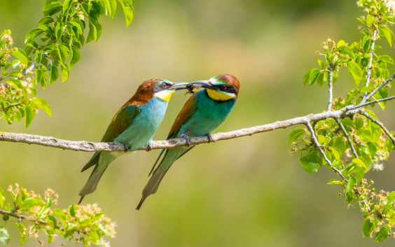 Bienenfresser, © Dirk Hohmann