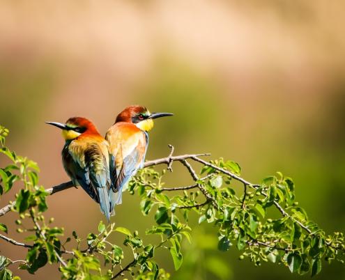 Bienenfresser, © Thomas Kettelgruber