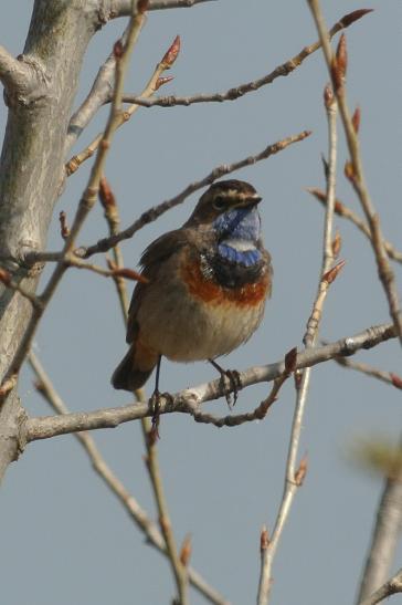 Blaukehlchen, © Dave R. Bird