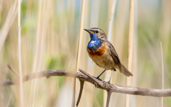 Blaukehlchen, © Dirk Hohmann