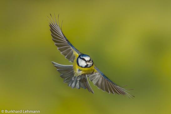 Blaumeise, © Burkhard Lehmann