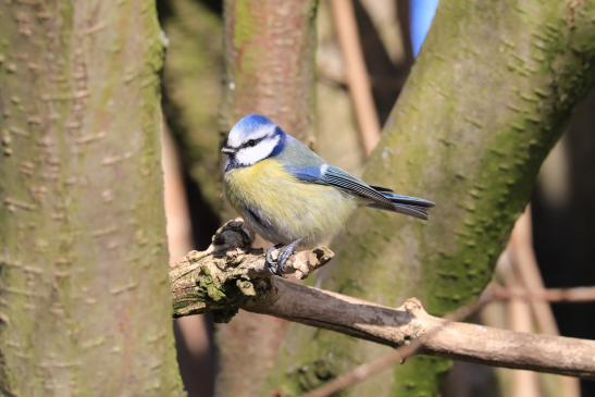 Blaumeise, © Peter Tamm