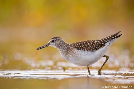 Bruchwasserläufer, © Burkhard Lehmann