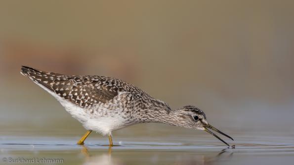 Bruchwasserläufer, © Burkhard Lehmann