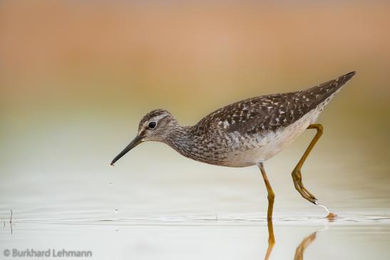 Bruchwasserläufer, © Burkhard Lehmann