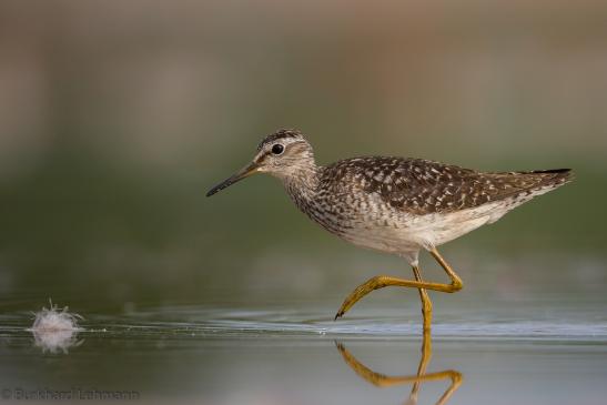 Bruchwasserläufer, © Burkhard Lehmann