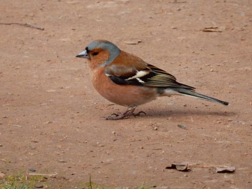 Buchfink, © Christine Lattke