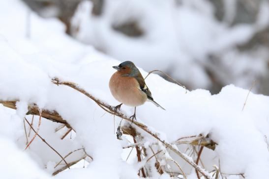 Buchfink, © Peter Tamm