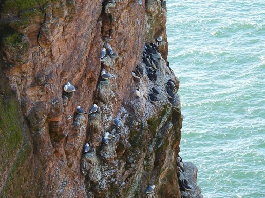 Dreizehenmöwen/Trottellummen (Helgoland) © Bernd Walther