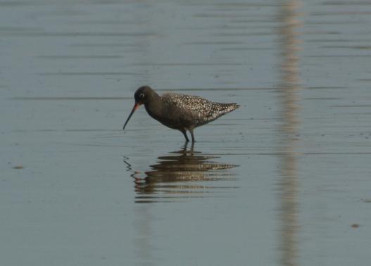 Dunkler Wasserläufer, © Dave R. Bird