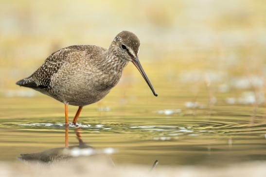 Dunkler Wasserläufer, © Thomas Kettelgruber