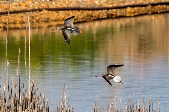 Dunkler Wasserläufer und Grünschenkel, © Bernd Walther