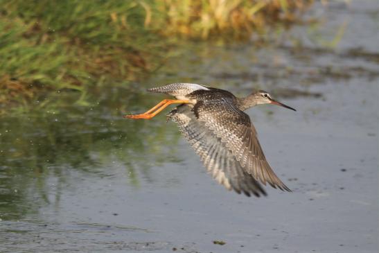 Dunkler Wasserläufer (Helmestausee), © Matthias Jungwirth