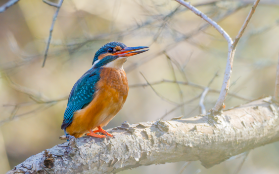 Eisvogel, © Dirk Hohmann