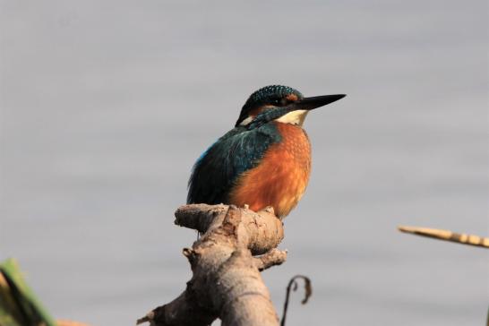 Eisvogel (Helmestausee), © Matthias Jungwirth