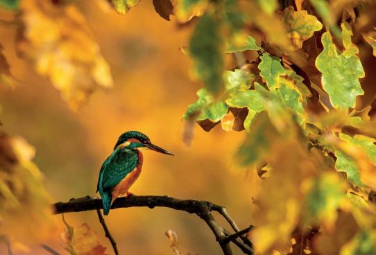 Eisvogel, © Thomas Kettelgruber