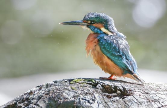 Eisvogel, © Thomas Kettelgruber