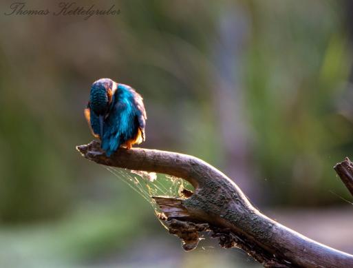 Eisvogel, © Thomas Kettelgruber