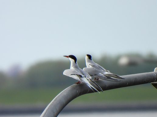 Flussseeschwalben (Eidersperrwerk), © Bernd Walther