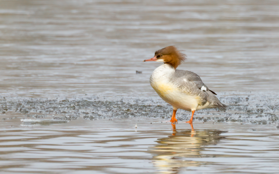 Gänsesäger, © Dirk Hohmann