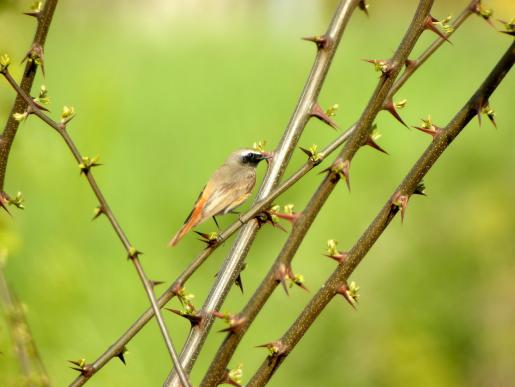 Gartenrotschwanz, © Reinhard Schwemler