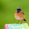 Gartenrotschwanz, © Thomas Kettelgruber