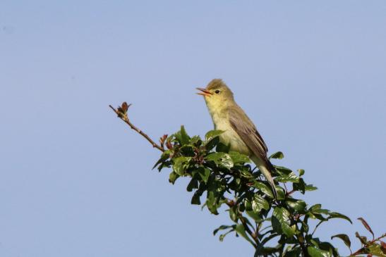 Gelbspötter, © Bernd Walther