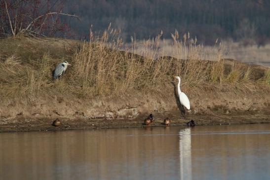 Grau- und Silberreiher, © Bernd Walther