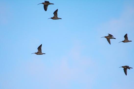 Große Brachvögel, © Bernd Walther