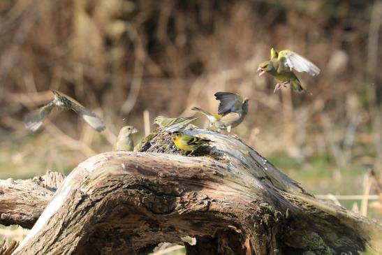 Grünfinken, Erlenzeisige, © Peter Tamm