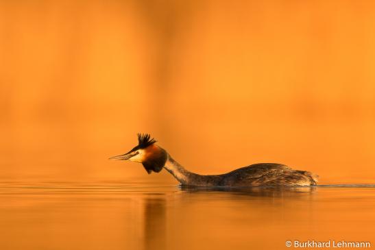 Haubentaucher, © Burkhard Lehmann