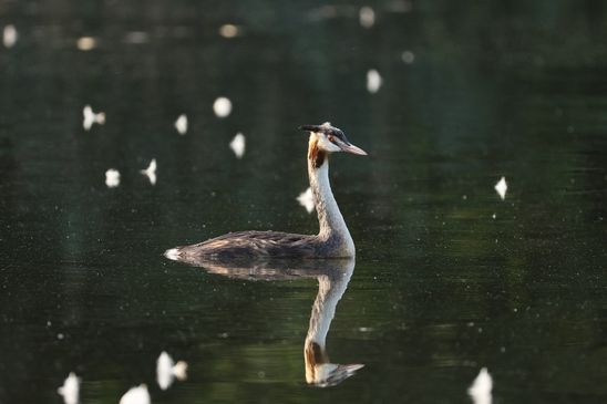 Haubentaucher, © Paula Giersch
