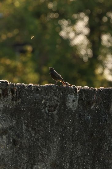 Hausrotschwanz, © Paula Giersch