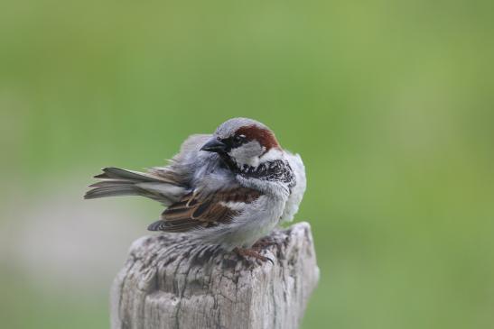 Haussperling (Katinger Watt), © Matthias Jungwirth