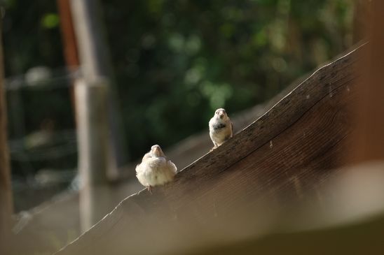 Haussperlinge, © Paula Giersch