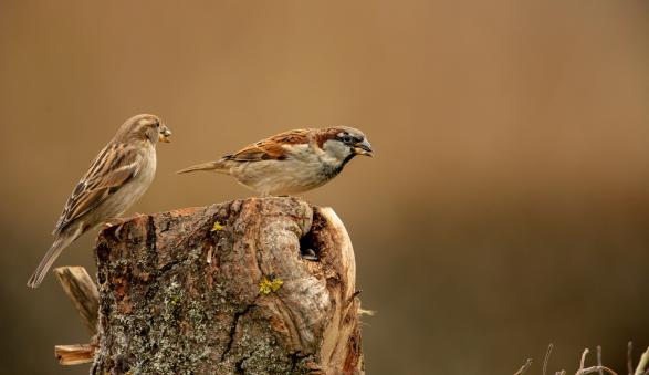 Haussperlinge, © Thomas Kettelgruber