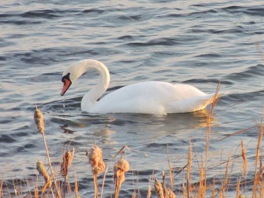 Höckerschwan, © Christine Lattke