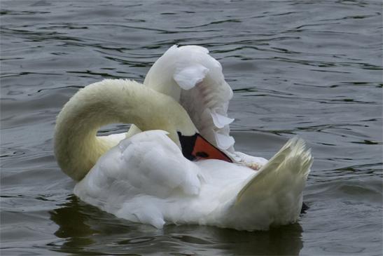 Höckerschwan, © Regina Ullrich